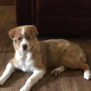 Meet your Posher, Joy